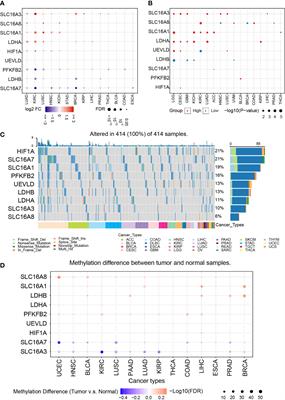 Tumor-secreted lactate contributes to an immunosuppressive microenvironment and affects CD8 T-cell infiltration in glioblastoma